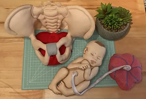 Kit Pelve, Bebê e Placenta