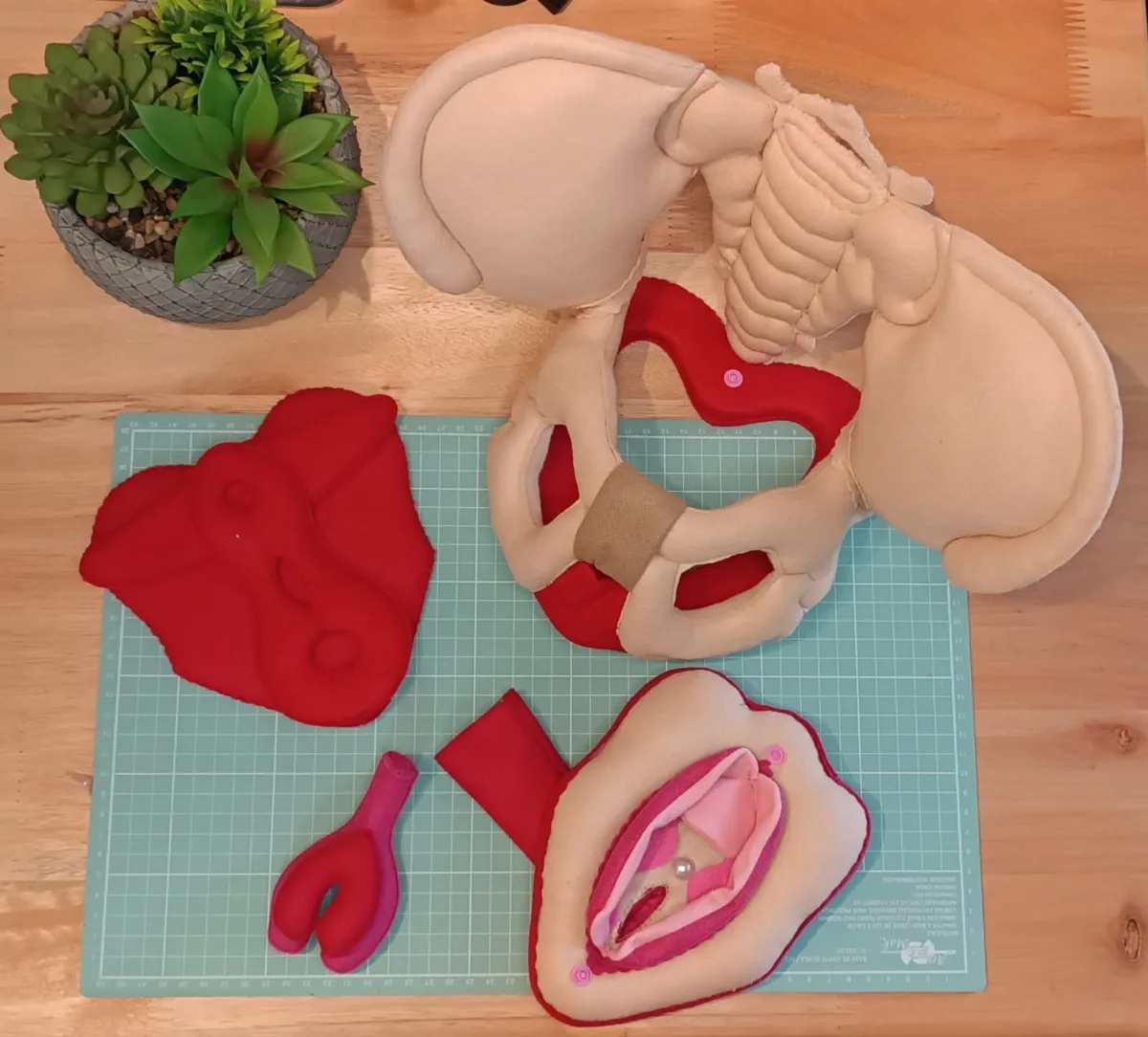 Kit Pelve e Vulva
