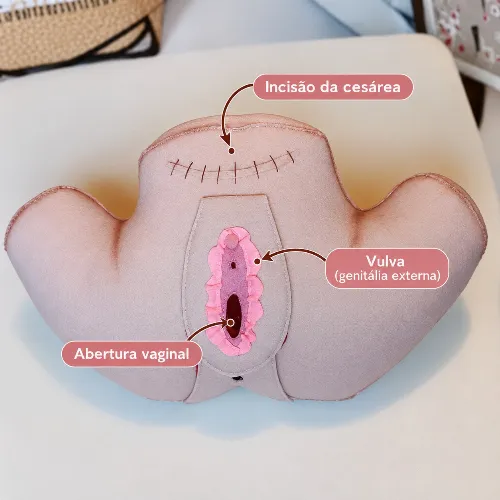 Vulva e Musculatura Pélvica