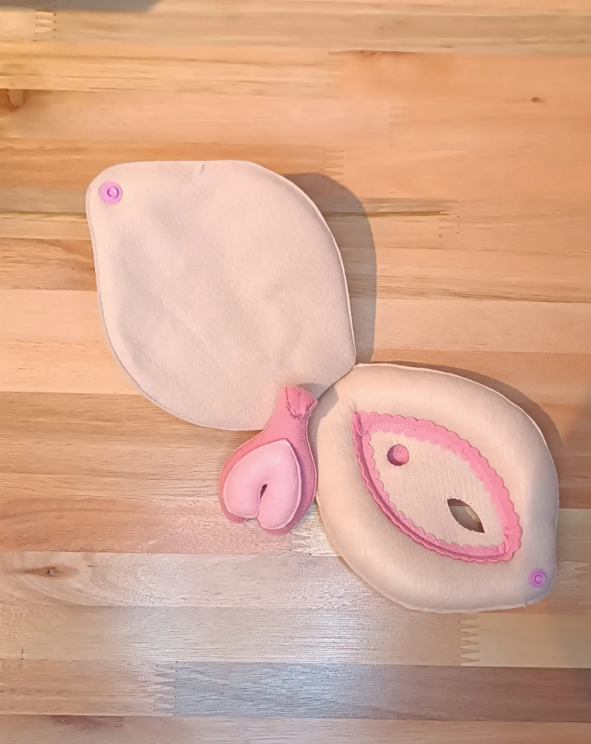 Vulva Didática