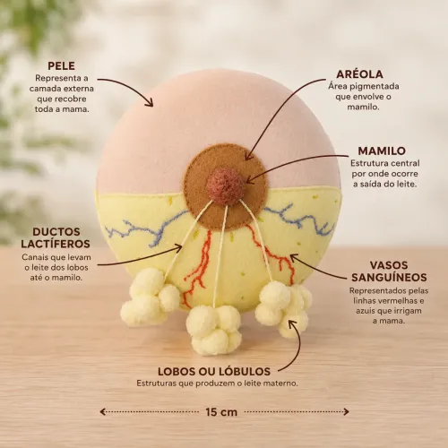 Mama Anatômica Didática