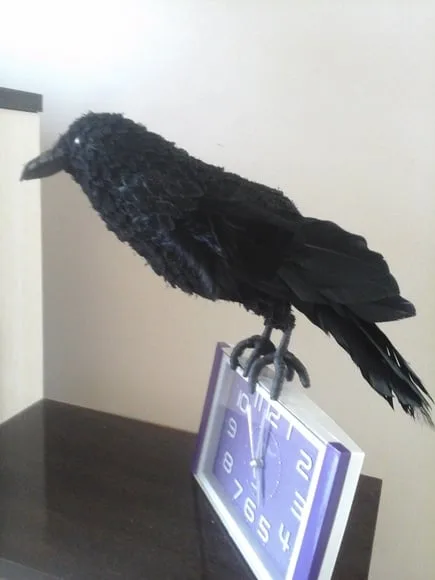CORVO