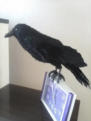 CORVO